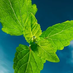 Sale Herren Düfte·Eau De Parfum Spray