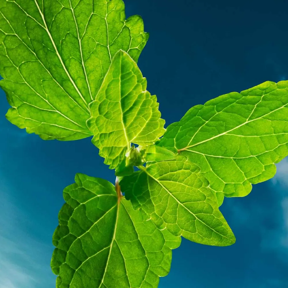 Sale Herren Düfte·Eau De Parfum Spray