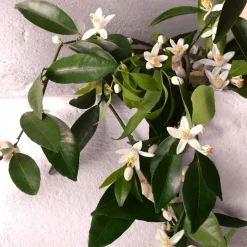 Outlet Damen Düfte·Eau De Parfum Spray