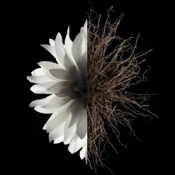 New Damen Körperpflege·Body Oil