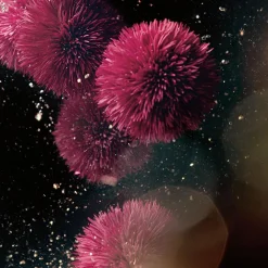 Online Anti Aging·Anti-Aging