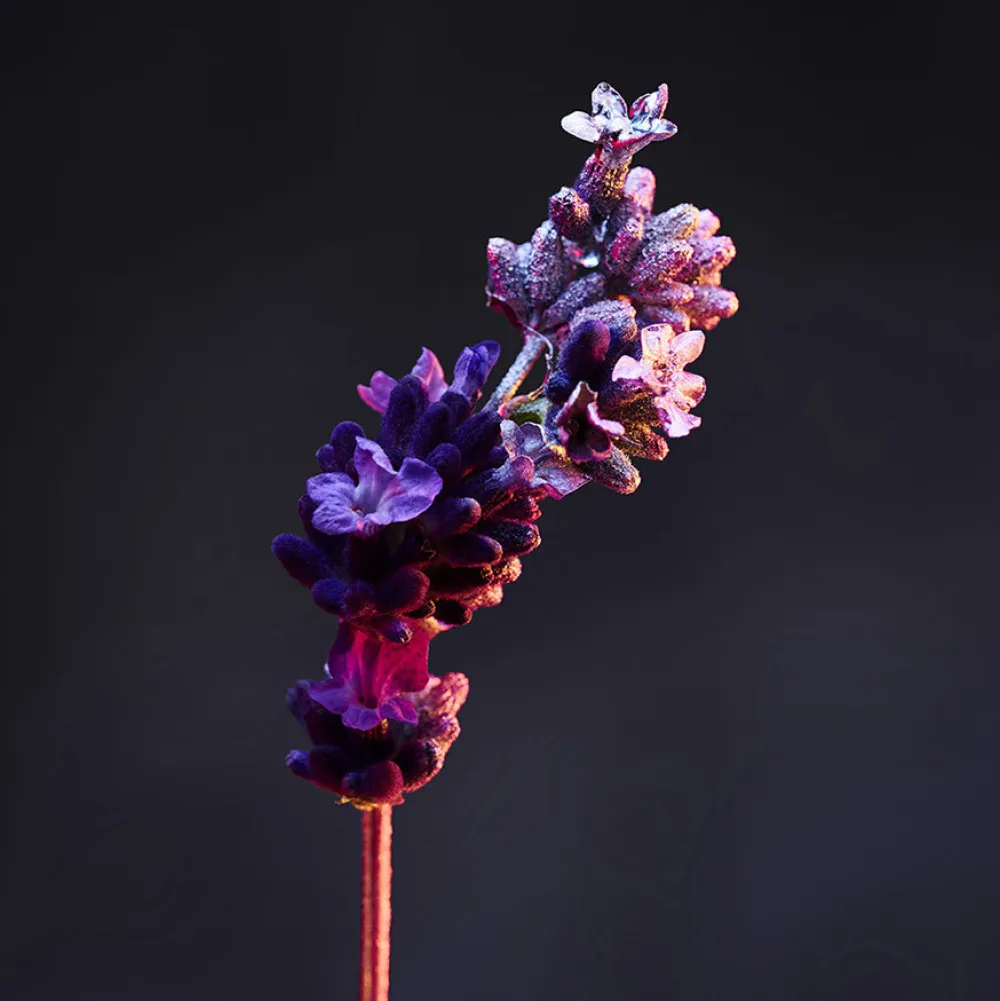 Outlet Herren Deodorants·Deo Spray