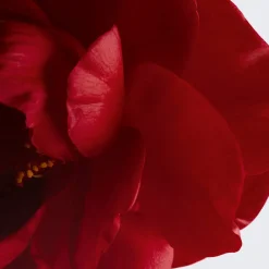 New SCHENKT FARBE - NÄHRT - POLSTERT AUF Balm|Rouge